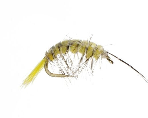 Shrimp #8
