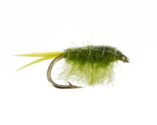 Sow Bug, Olive