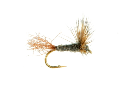 Sparkle Dun, Adams, Brown Shuck