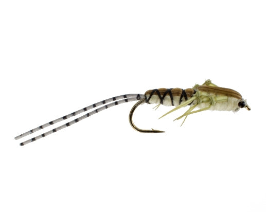 T. Stonefly