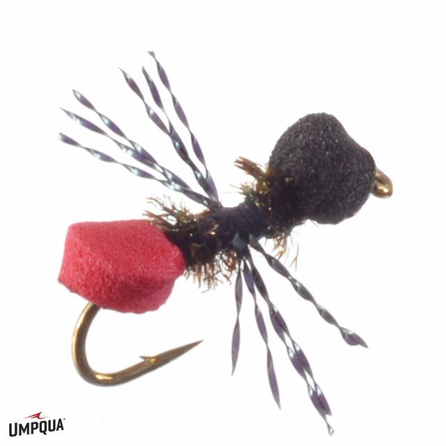 Umpqua Cow Killer Ant