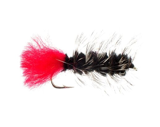 Woolly Worm, Black Carp