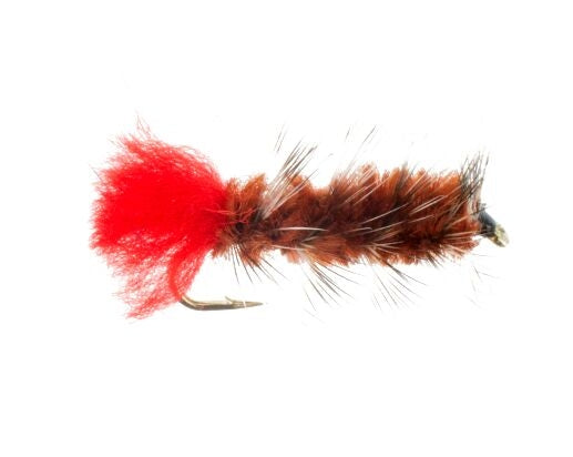 Woolly Worm, Brown