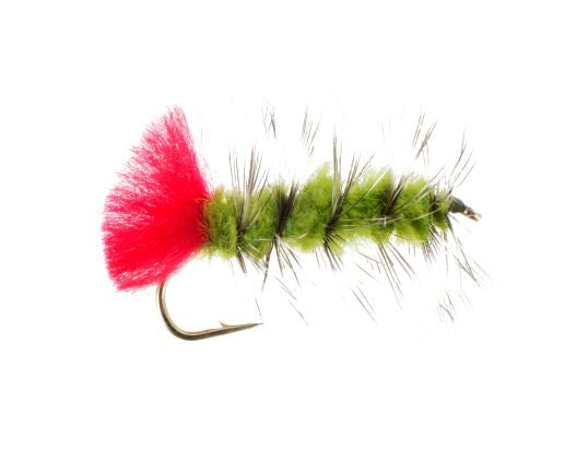Woolly Worm, Olive